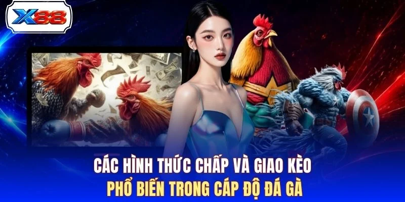 Các hình thức chấp và giao kèo phổ biến trong cáp độ đá gà