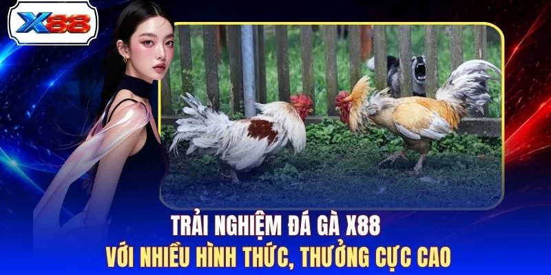 Trải nghiệm đá gà X88 với nhiều hình thức, thưởng cực cao